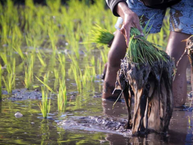 Hard work in the rice fields in Mbinudita, East Sumba.