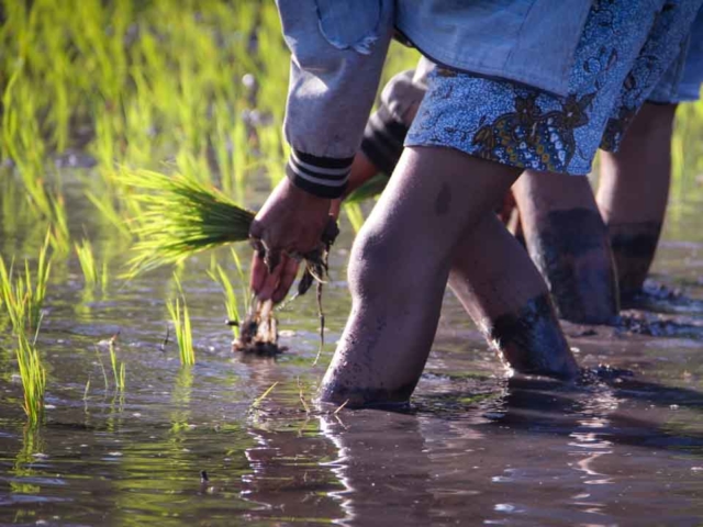 Hard work in the rice fields in Mbinudita, East Sumba.