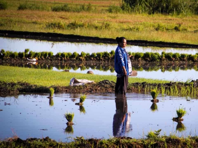 Hard work in the rice fields in Mbinudita, East Sumba.