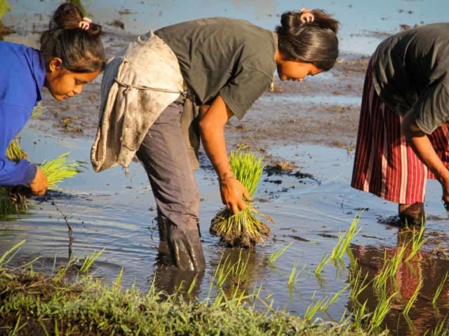 Hard work in the rice fields in Mbinudita, East Sumba.