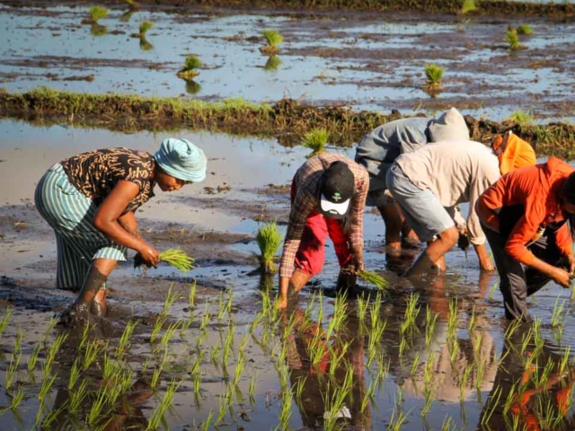 Hard work in the rice fields in Mbinudita, East Sumba.