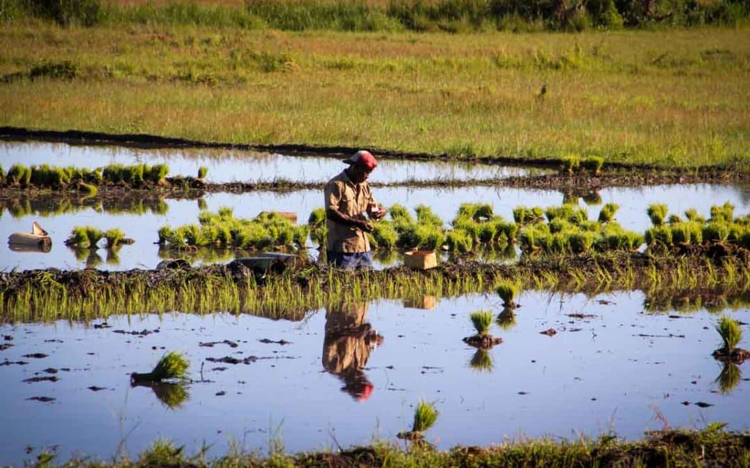 Work in the rice fields in Mbinudita