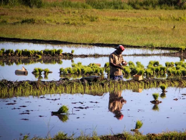 Hard work in the rice fields in Mbinudita, East Sumba.