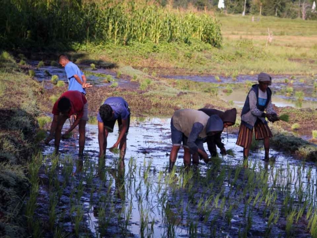 Hard work in the rice fields in Mbinudita, East Sumba.