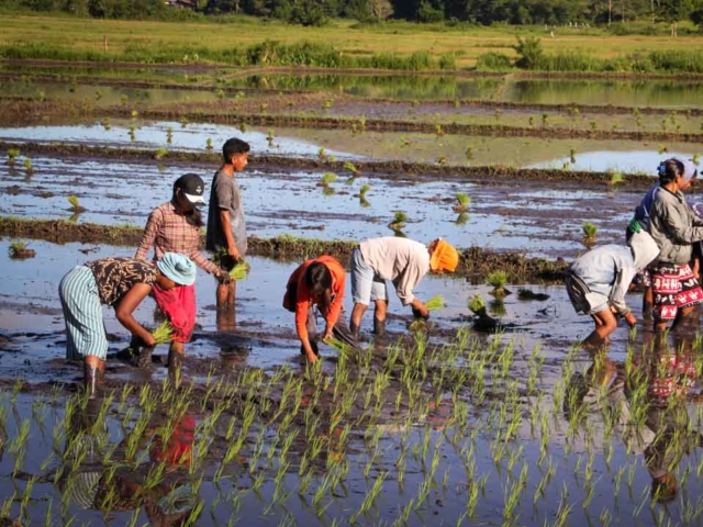 Hard work in the rice fields in Mbinudita, East Sumba.