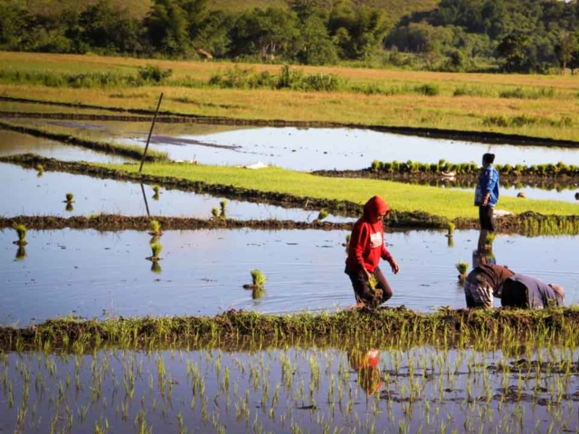 Hard work in the rice fields in Mbinudita, East Sumba.