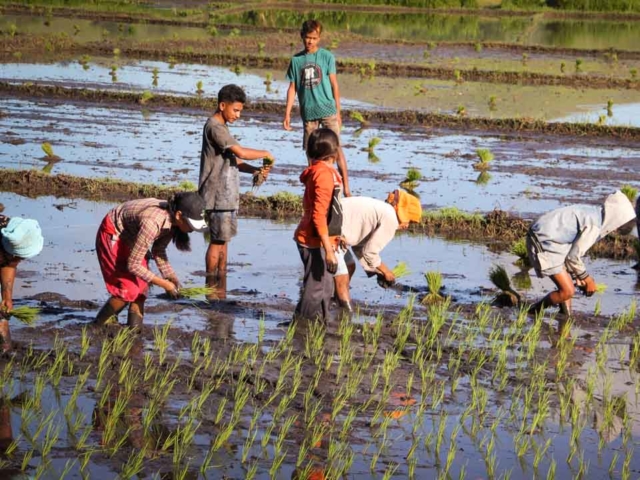 Hard work in the rice fields in Mbinudita, East Sumba.