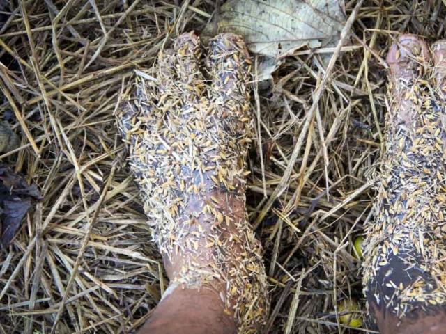 Hard work in the rice fields in Mbinudita, East Sumba.