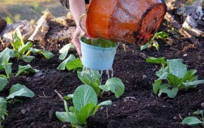 Having water allows them to drink and eat, to live better