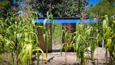A sanitation building with a blue roof beside growing maize