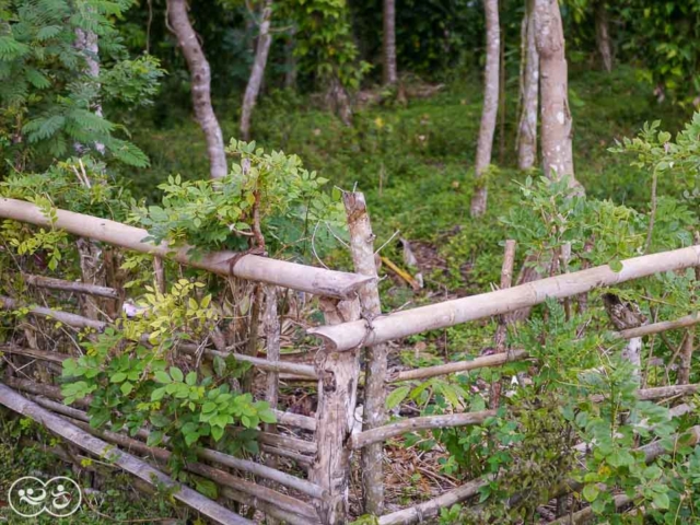 Field assessment in East Sumba