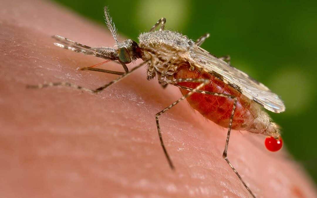 Malaria in Rural Areas: A Deadly Threat from Mosquitoes