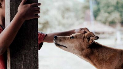 Child receiving first aid for a dog bite wound in a rural community.