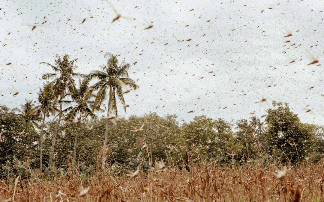 Farmers affected by drought and climate change struggling to grow crops.