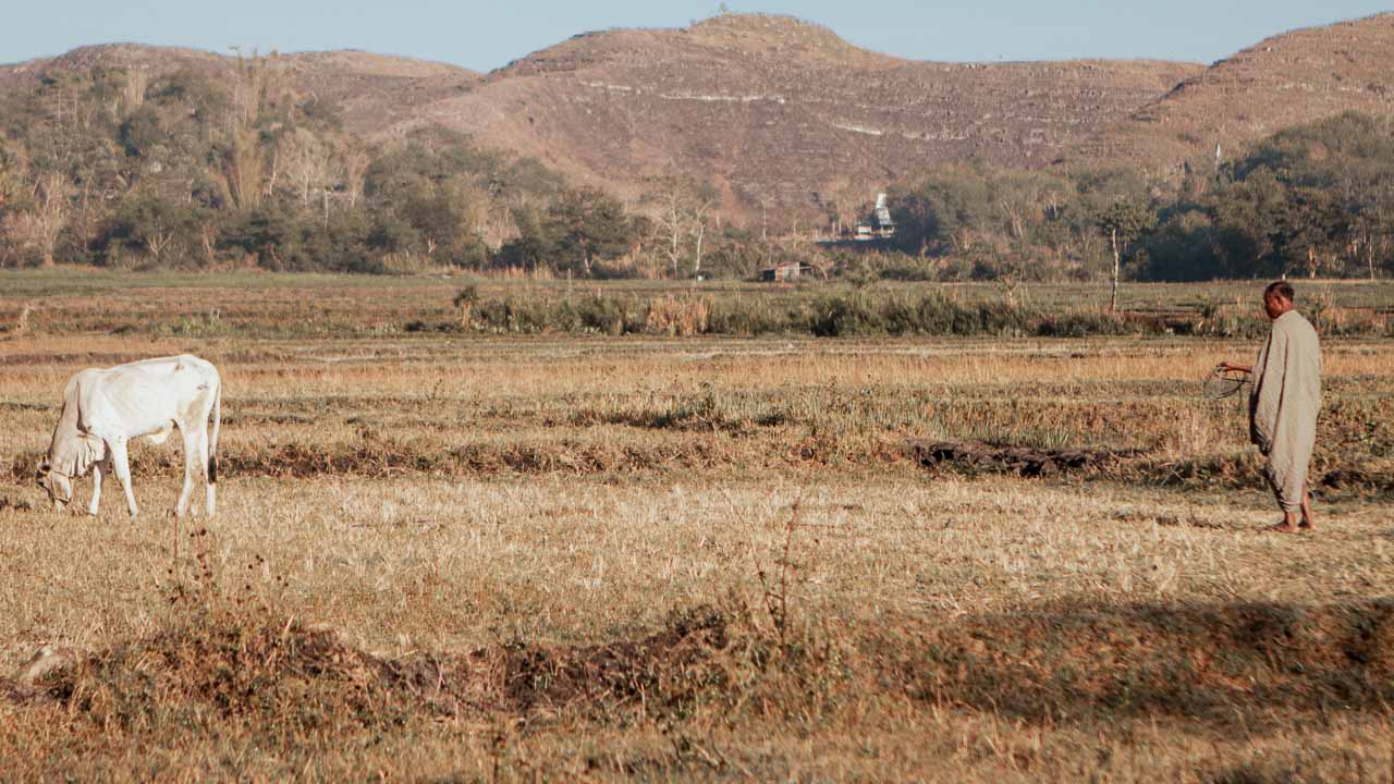 Agriculture and Climate Crisis Impact Farmers affected by drought and climate change struggling to grow crops.