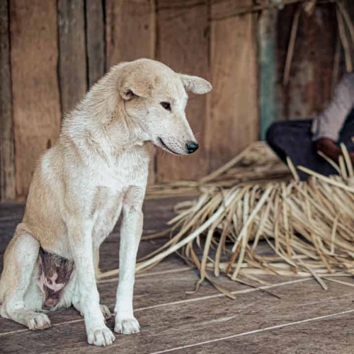 SDN Mbajik solar install – East Sumba Haray school with solar panels and battery–inverter – solar electrification SDN Mbajik
