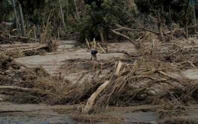 Environment and Climate Action