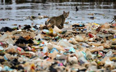 Plastic Waste Public Health Indonesia | Political Failure