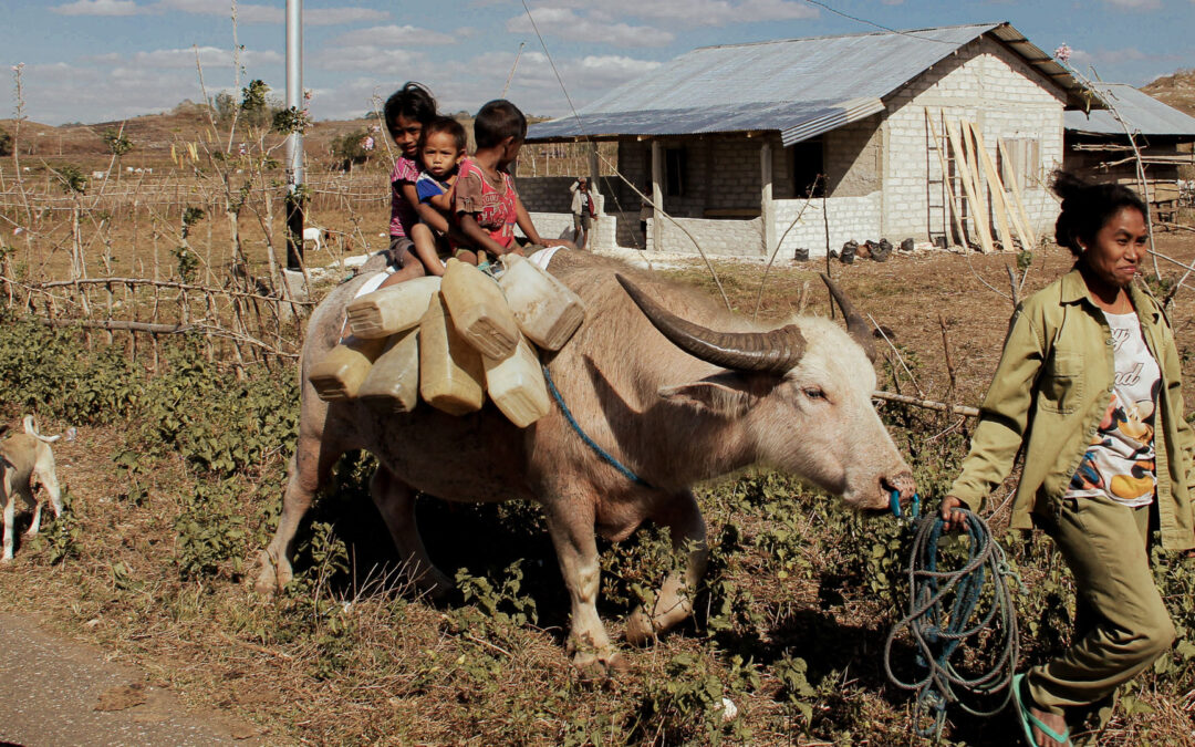 Three Children on a Kerbau and the Daily Journey for Water in East Sumba