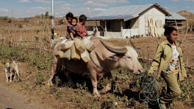 Tre bambini siedono su un bufalo che trasporta dei bidoni dell'acqua mentre una donna lo guida passando davanti a una casa rurale nell'East Sumba.