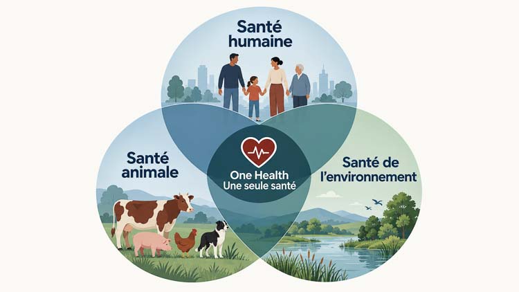 One Health Venn diagram showing the connections between human, animal and environmental health in three overlapping circles, labelled in French.