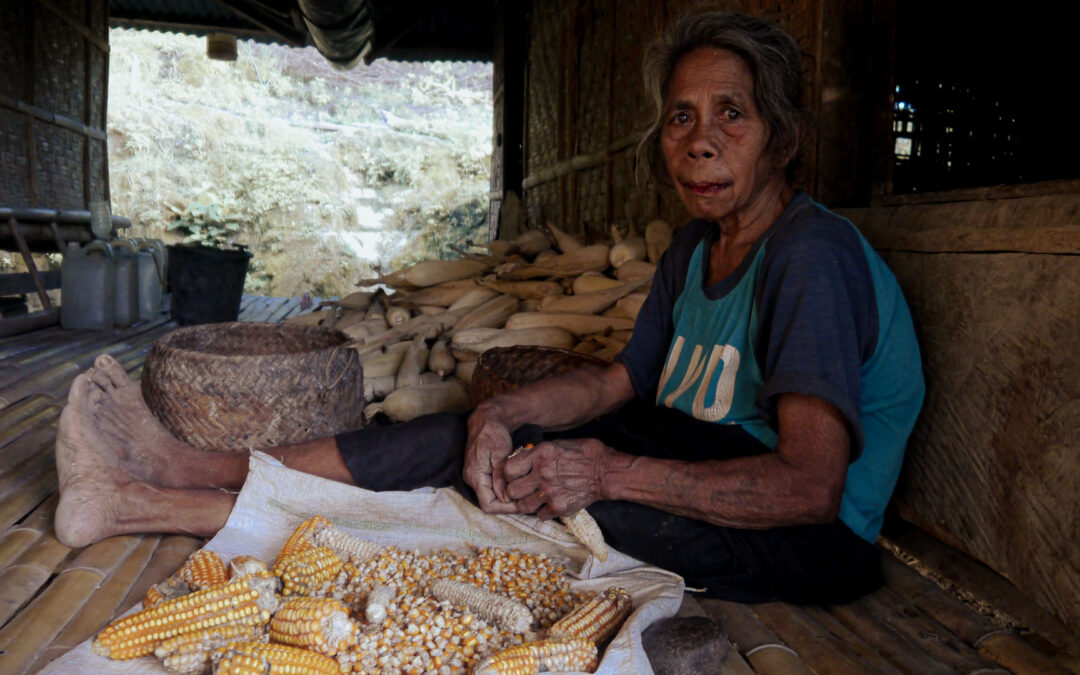 A Woman Shelling Maize Shows the Daily Reality of Food Insecurity in East Sumba