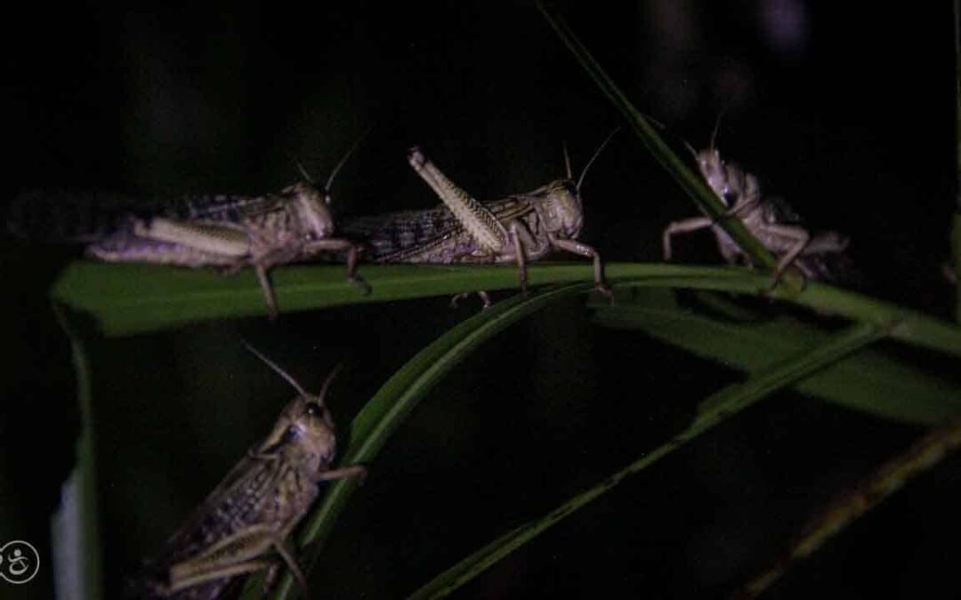 Grasshoppers destroy everything in their path and starve the villages.