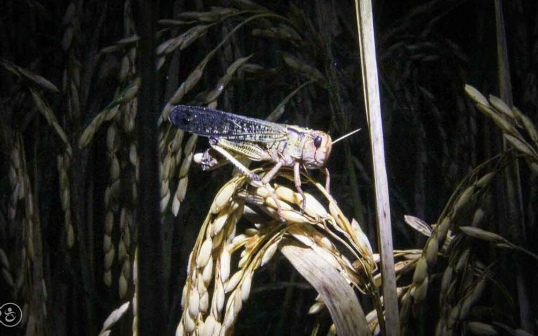 Grasshoppers destroy everything in their path and starve the villages.