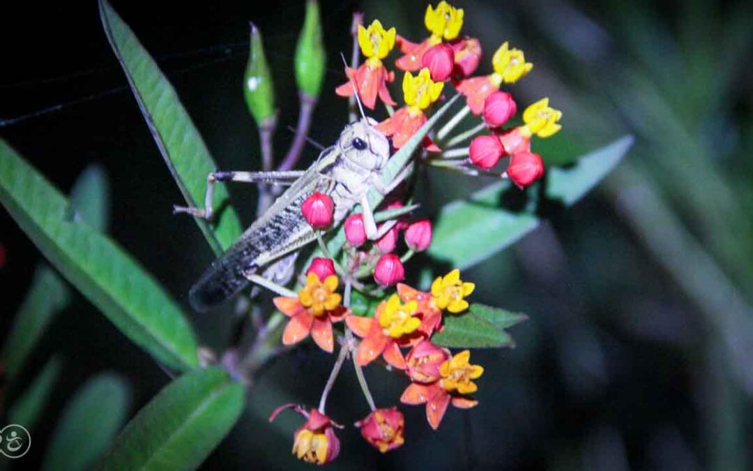 Grasshoppers destroy everything in their path and starve the villages.