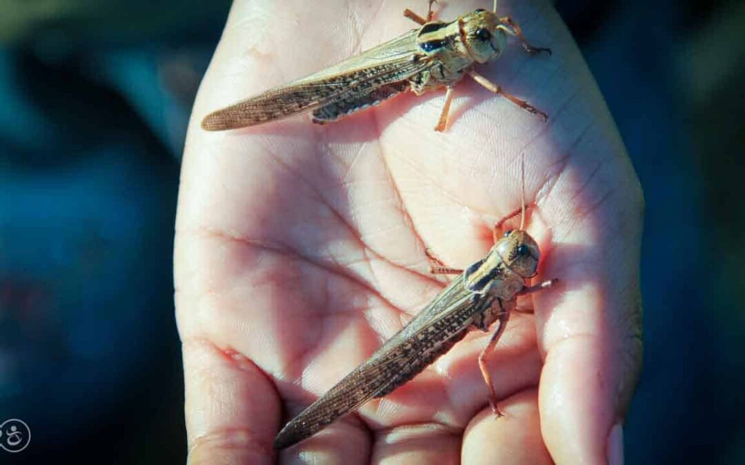 Grasshoppers destroy everything in their path and starve the villages.