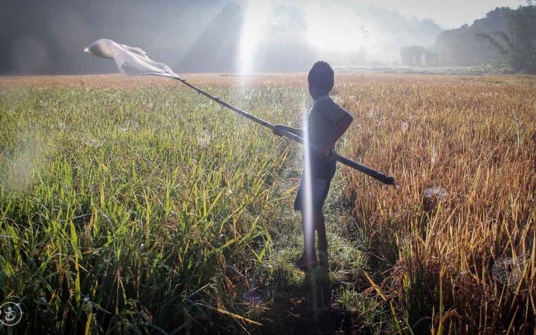 Grasshoppers destroy everything in their path and starve the villages.