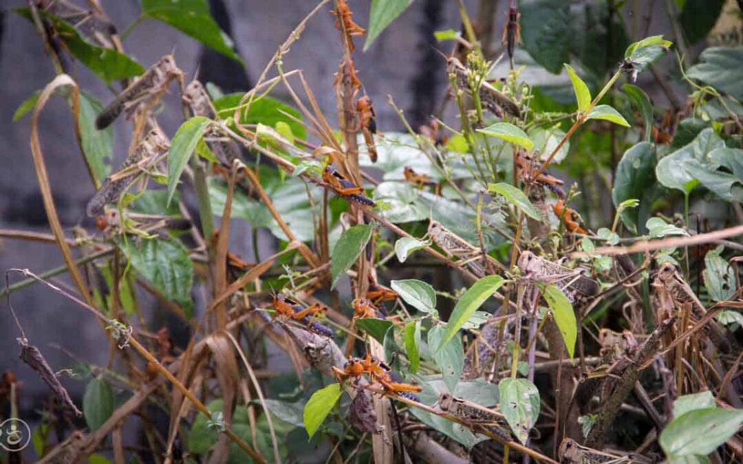 Grasshoppers destroy everything in their path and starve the villages.