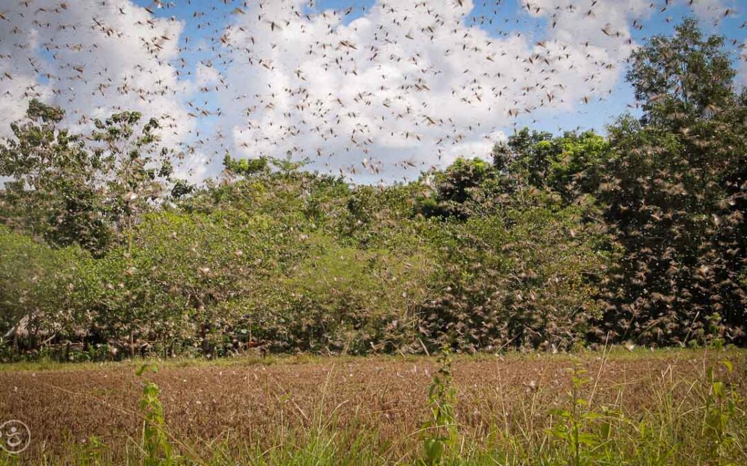 Grasshoppers destroy everything in their path and starve the villages.