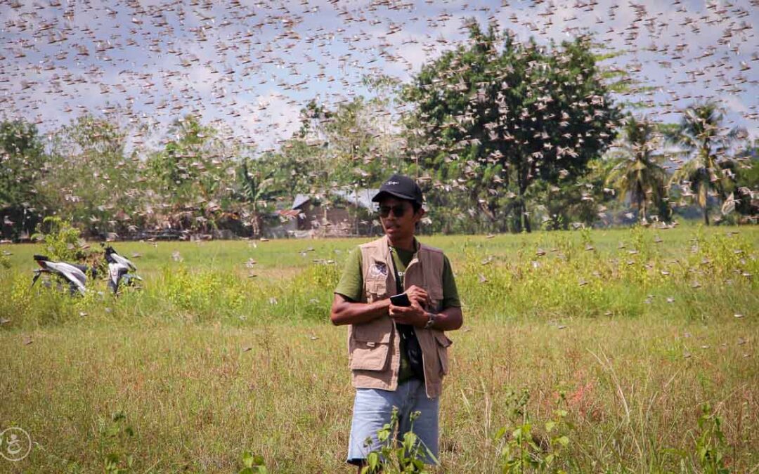 Grasshoppers destroy everything in their path and starve the villages.