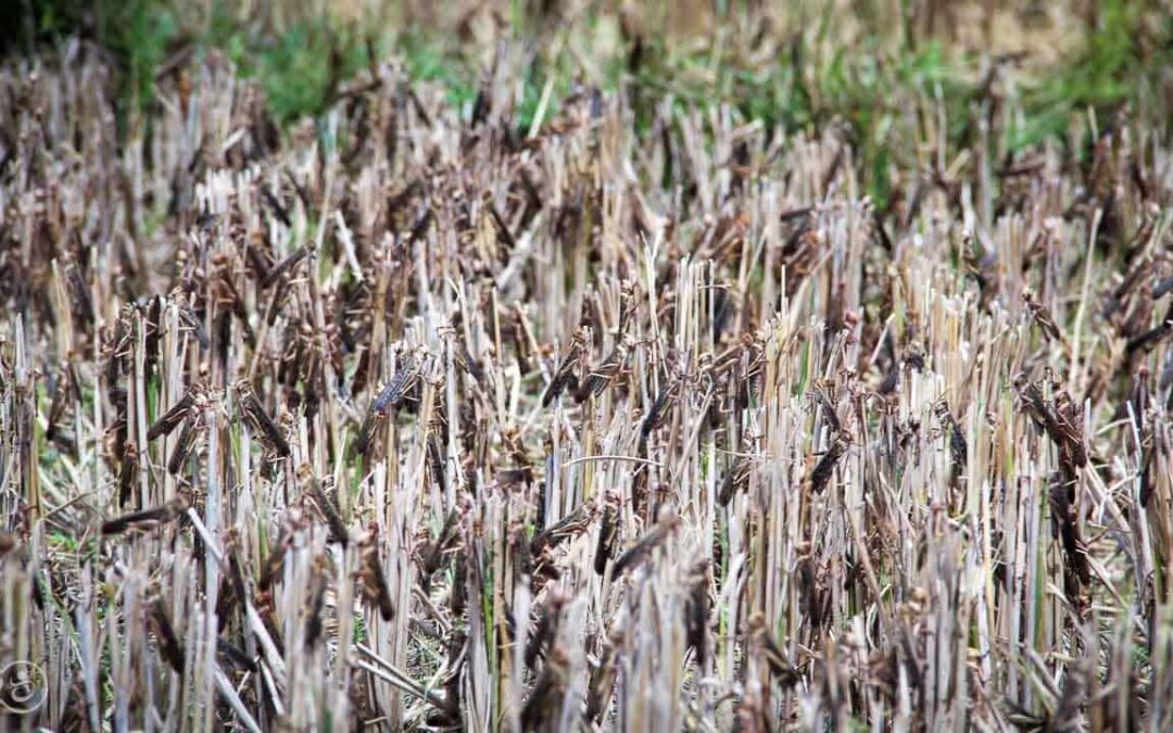 Grasshoppers destroy everything in their path and starve the villages.