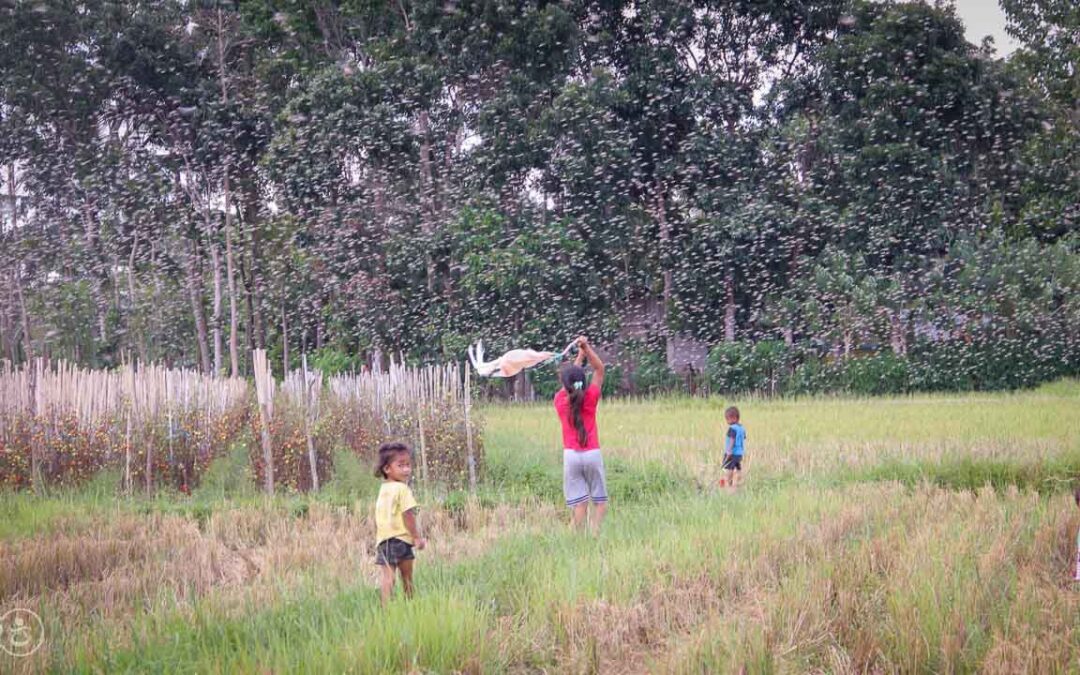 Grasshoppers destroy everything in their path and starve the villages.