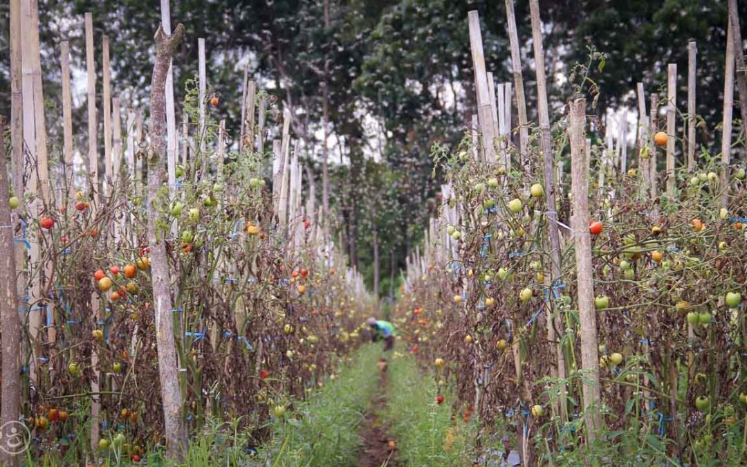 Grasshoppers destroy everything in their path and starve the villages.