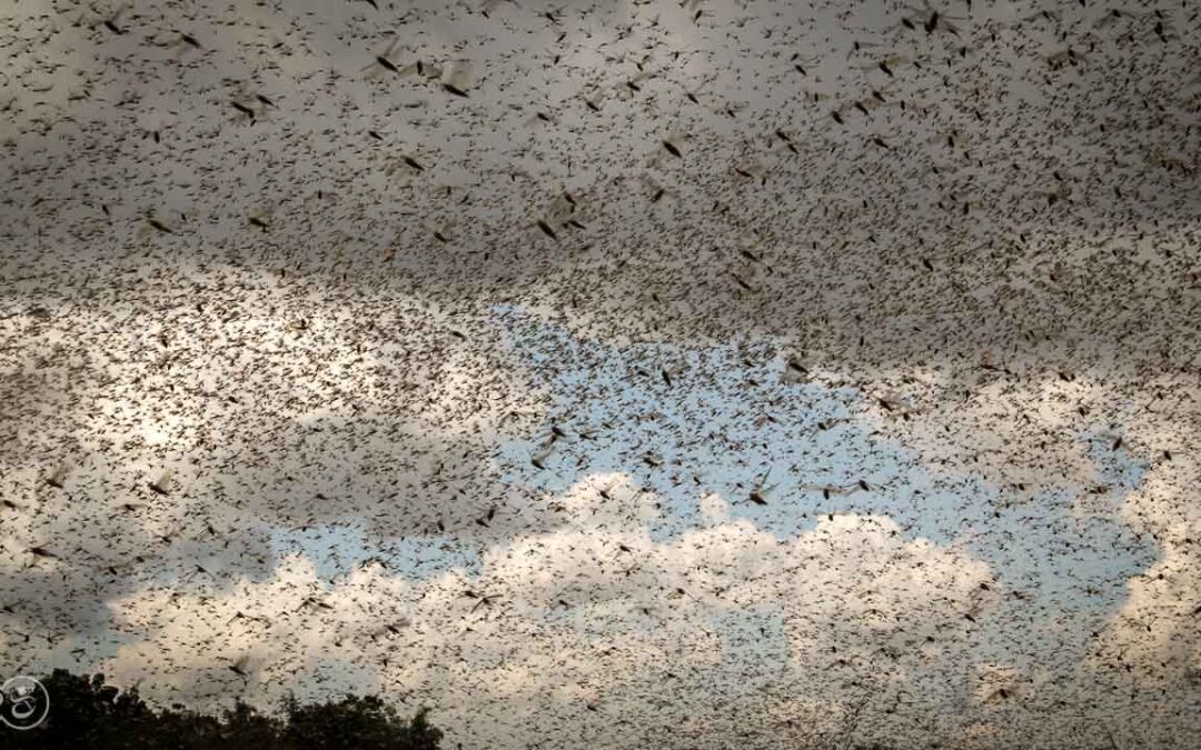 Grasshoppers destroy everything in their path and starve the villages.