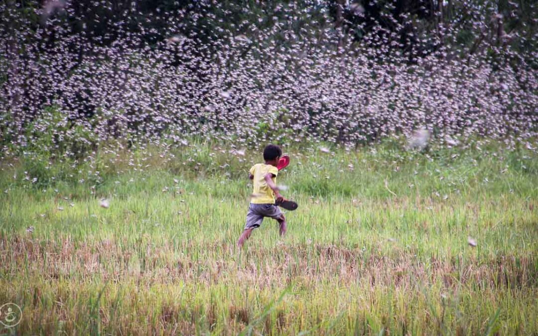 Grasshoppers destroy everything in their path and starve the villages.