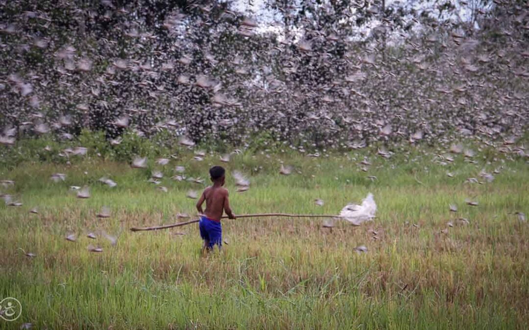 Grasshoppers destroy everything in their path and starve the villages.