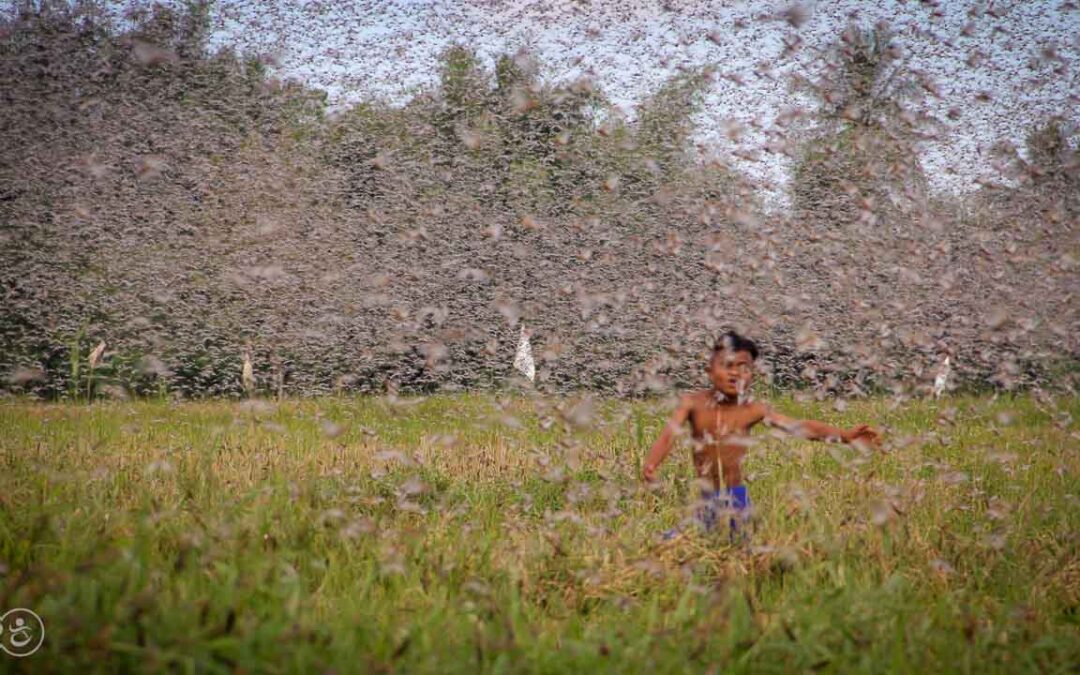 Grasshoppers destroy everything in their path and starve the villages.