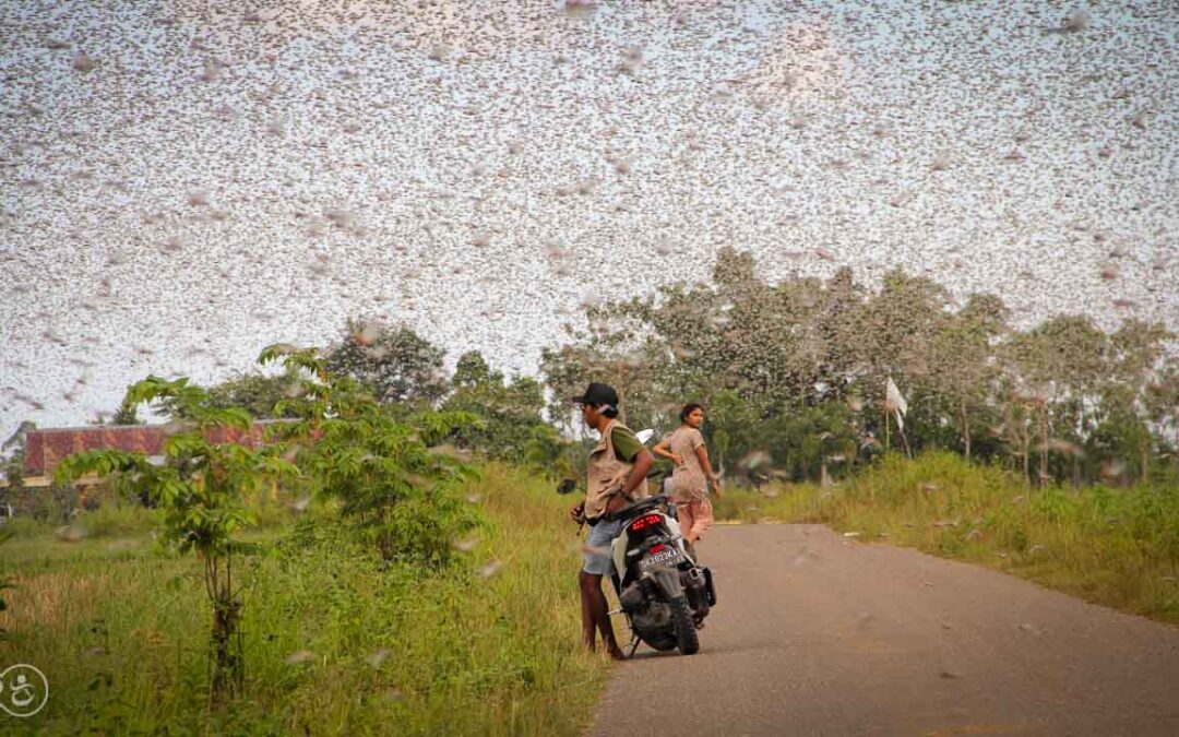 Grasshoppers destroy everything in their path and starve the villages.