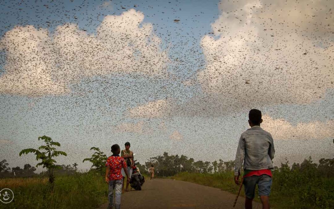 Grasshoppers destroy everything in their path and starve the villages.