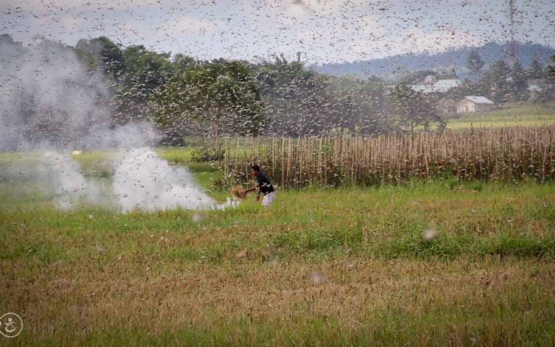 Grasshoppers destroy everything in their path and starve the villages.