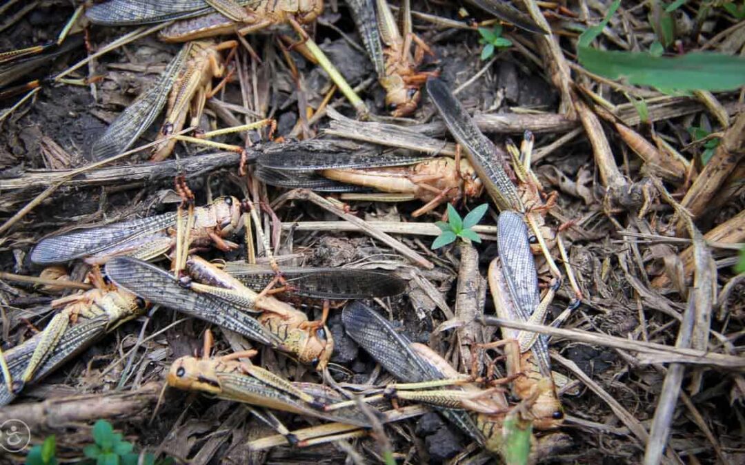 Grasshoppers destroy everything in their path and starve the villages.