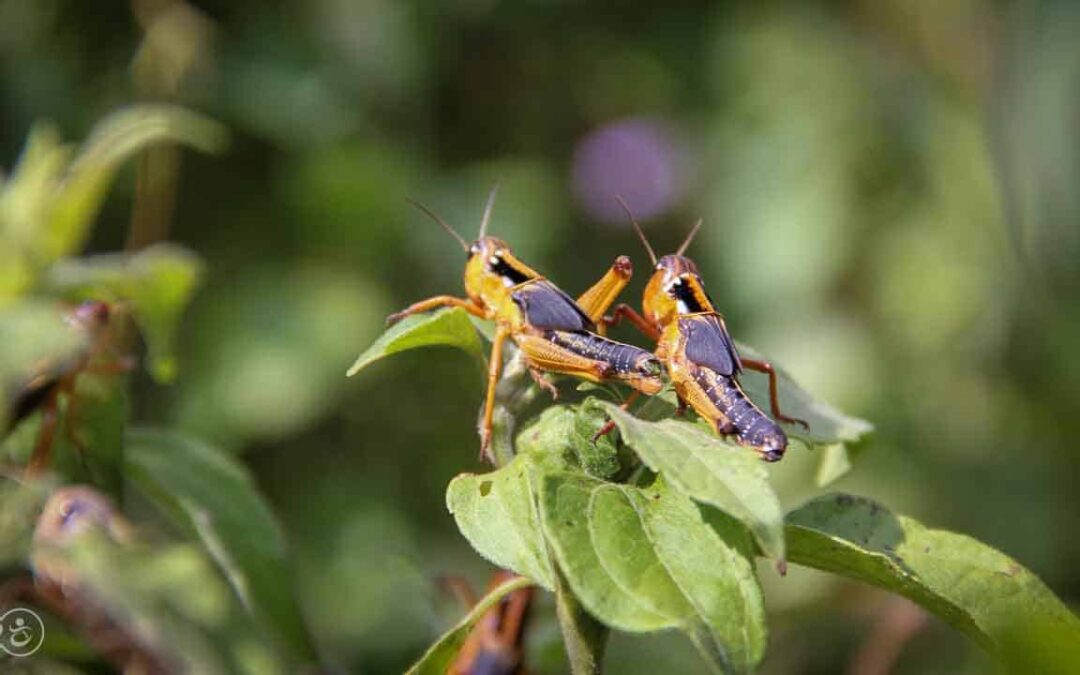 Grasshoppers destroy everything in their path and starve the villages.