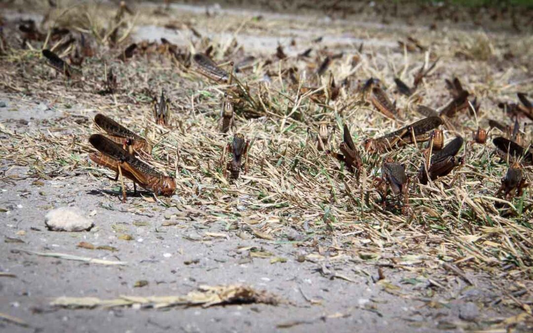 Grasshoppers destroy everything in their path and starve the villages.