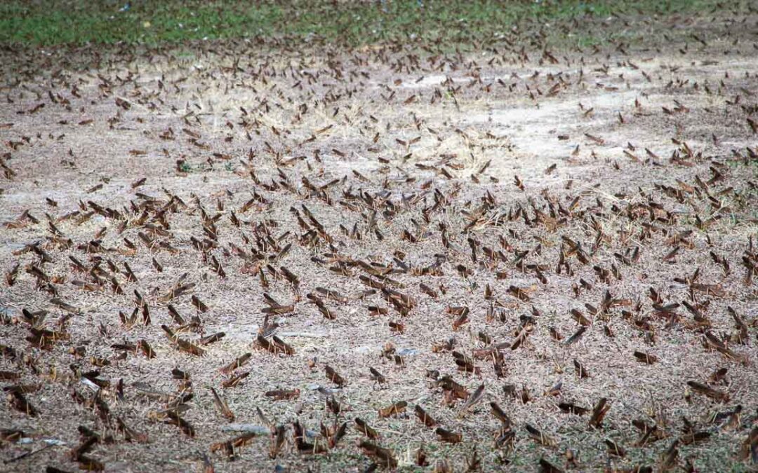 Grasshoppers destroy everything in their path and starve the villages.