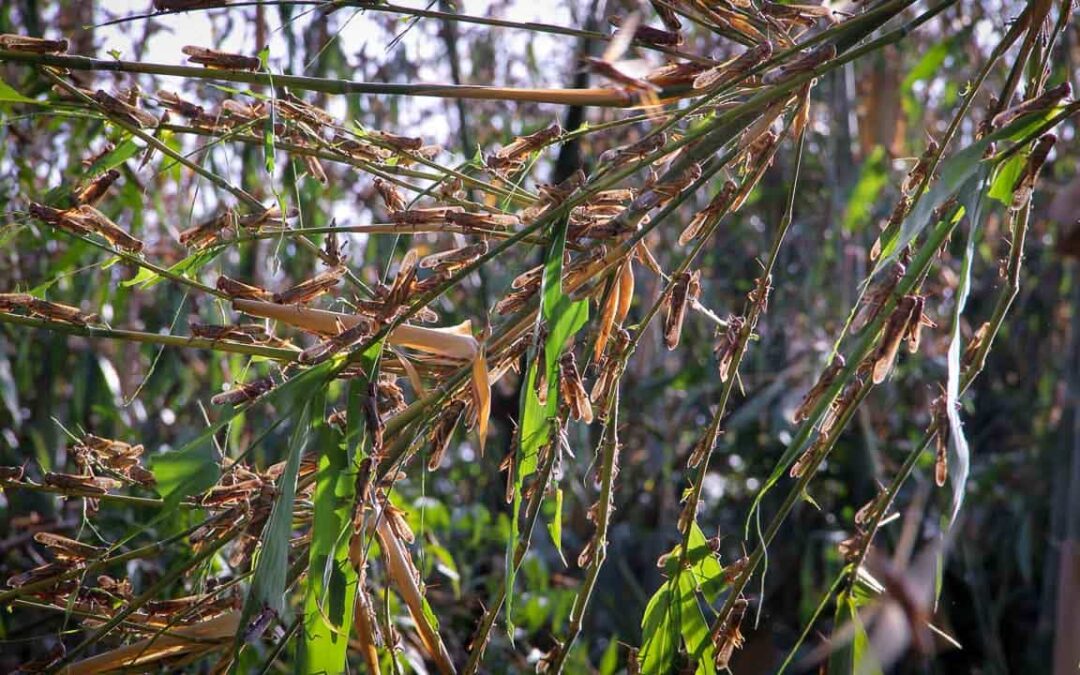 Grasshoppers destroy everything in their path and starve the villages.