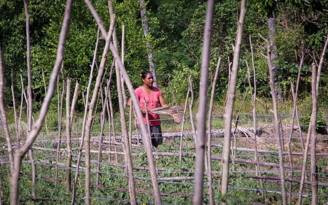 Grasshoppers destroy everything in their path and starve the villages.